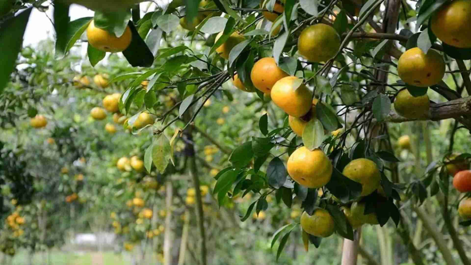 Embrace the vibrant energy of Ben Tre’s cultural heritage